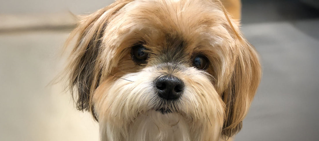 Close-up of Sophie, a Morkie dog, with soft brown and white fur, gazing gently into the camera.