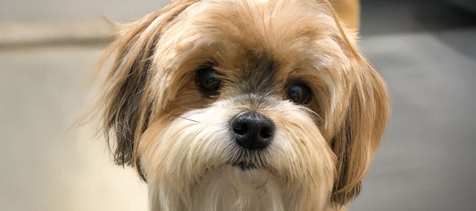 Close-up of Sophie, a Morkie dog, with soft brown and white fur, gazing gently into the camera.